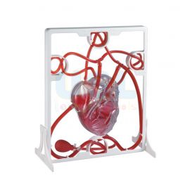 Pumping Heart