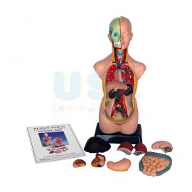 Anatomy Set
