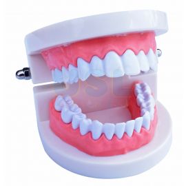 Mini Teeth Model (Human Size)