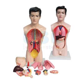 45cm Male Torso (14 pcs)