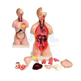 45 cm Female Torso (12pcs)