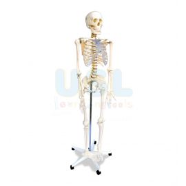 Model Of Human Skeleton (H:165cm)