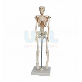 Mini Skeleton 42cm