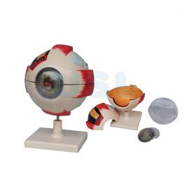 Human Eye Model