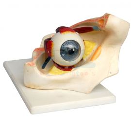 Eye in orbit, Demo Set