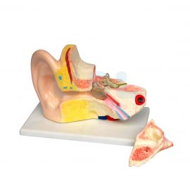 Human Ear Model