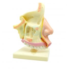 Human Nasal Cavity Model