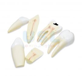 Model Of Human Teeth Set