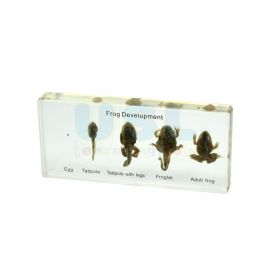 Specimen Of Frog Development