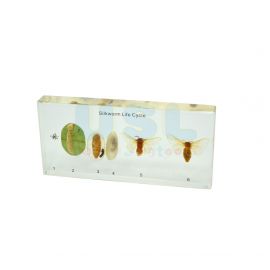 Speciment Of Silk Worm Development
