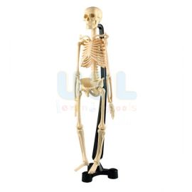 Mini Skeleton