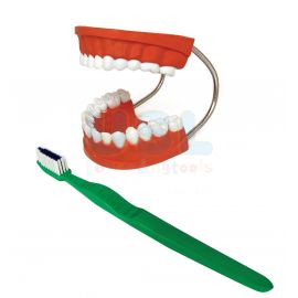 Giant Dental Care Model with Toothbrush