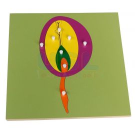 Botany Puzzle - Germination