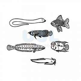 Freshwater Fish