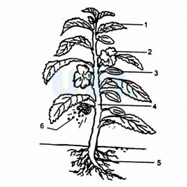 Parts Of Plant