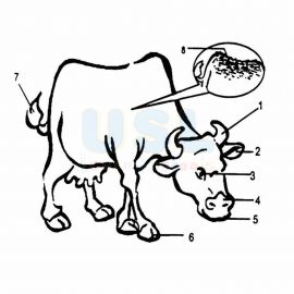 Parts Of Animal