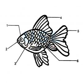 Parts Of Fish