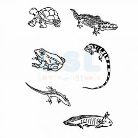 Amphibians 
