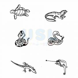 Reptiles