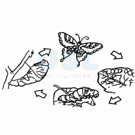 Life Cycle of A Butterfly
