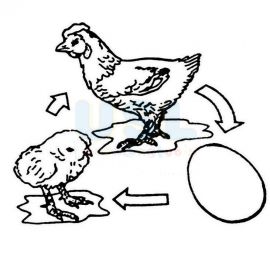 Life Cycle of A Chicken