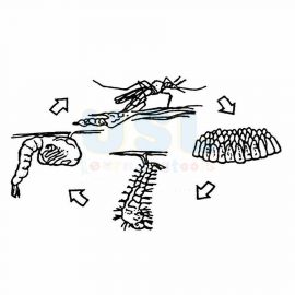 Life Cycle of A Mosquito