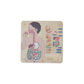 Digestive System