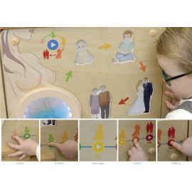 Life Cycle of a Human